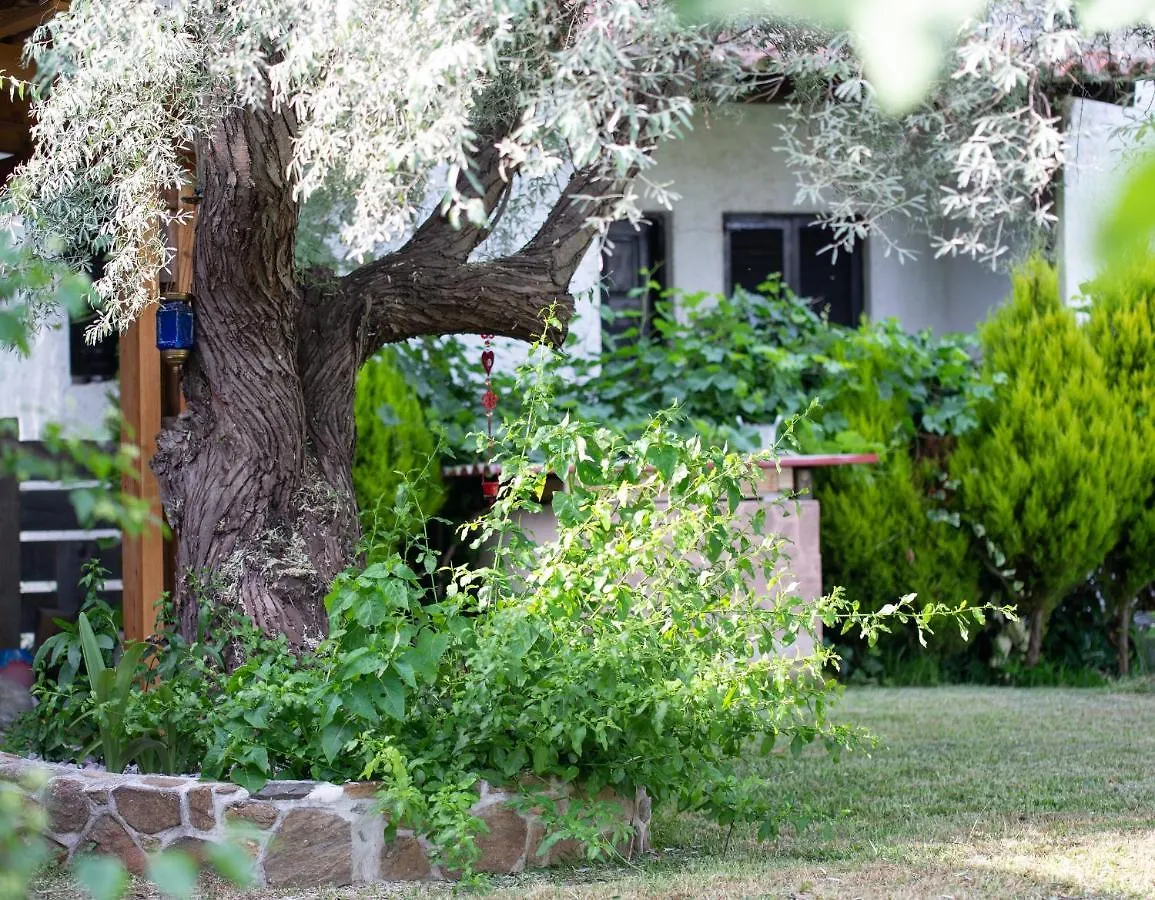 Holiday home Villa Menie - Golden Fig Sykia Lodge Paralia Sikias